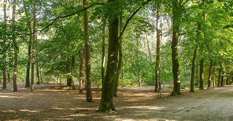 Een rustig bospad tussen de bomen
